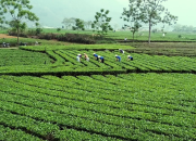 Thu nhập từ cây chè dẫn đầu khối hợp tác xã ở Thái Nguyên