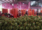 Thái Lan giữ 81% thị phần sầu riêng tươi tại Trung Quốc