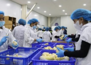 Sầu riêng đông lạnh chính thức được cấp phép sang Trung Quốc