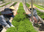 Phát triển trồng trọt thành ngành kinh tế kỹ thuật chuyên nghiệp