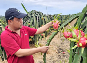 Kiên trì sản xuất thanh long sạch, tự tin vươn thị trường quốc tế