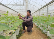 Từ công nhân đến ông chủ nhà màng trồng dưa lưới bạc tỷ