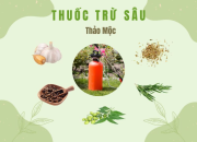 Hướng dẫn 4 công thức điều chế thuốc trừ sâu từ thảo mộc