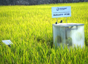 Áp dụng Quy trình MRV cho 300.000ha lúa chất lượng cao