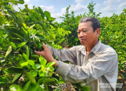 Bưởi, chanh chờ mã vùng trồng để xuất sang Trung Quốc
