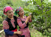 Sơn La đặt mục tiêu 90.000 ha cây ăn quả, sản lượng 800.000 tấn