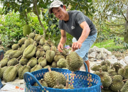 Gỡ điểm nghẽn chất lượng sầu riêng