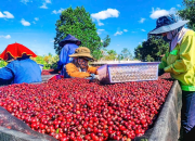 Trồng trọt giữ vai trò trụ cột của nông nghiệp Gia Lai