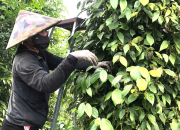 Giá duy trì ở mức cao, người trồng tiêu phấn khởi