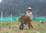 Tỏi Lý Sơn được mùa nhưng giá giảm sâu