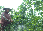 Chanh dây 'bén duyên' đất mía