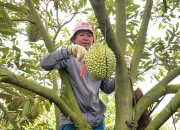 Nghề gõ sầu riêng