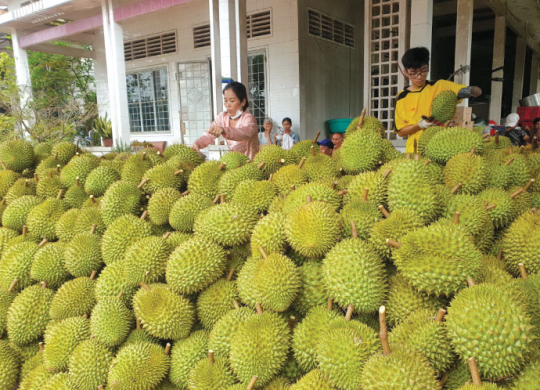 Cơ hội lớn cho ngành sầu riêng và dừa gia tăng giá trị