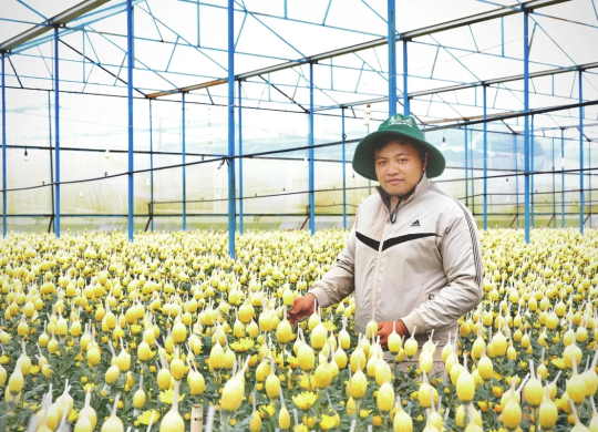 Nông dân Lâm Đồng thận trọng vụ hoa Tết