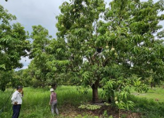 ‘Bí kíp’ trồng xoài giảm chi phí, tăng năng suất, chất lượng