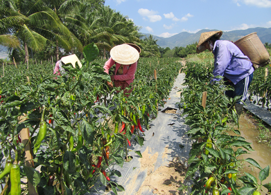 Kỹ thuật trồng và chăm sóc ớt