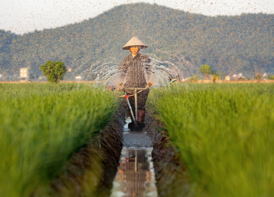 Đưa trồng trọt trở thành ngành kinh tế kỹ thuật hiện đại