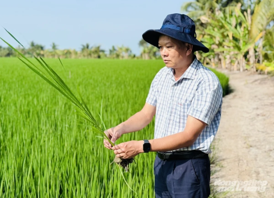 Đề án 1 triệu hecta lúa: Đi đúng hướng, kết quả tích cực