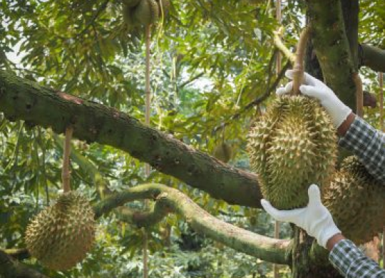 Quy trình kỹ thuật bón phân cho cây sầu riêng