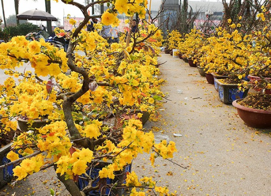 Kinh nghiệm cho hoa mai nở đúng tết