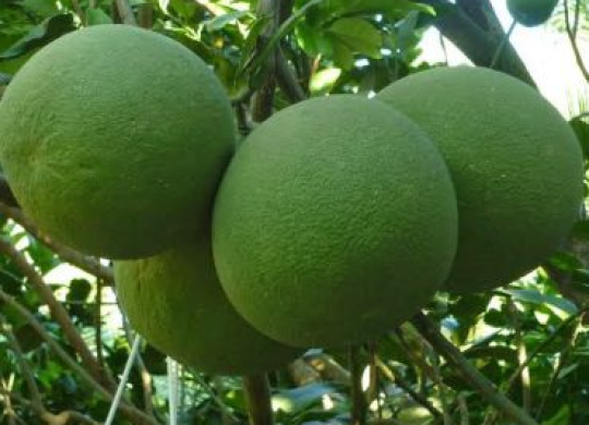 Chăm sóc bưởi da xanh đạt năng suất cao, chất lượng cao