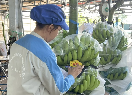 Xuất khẩu rau quả hướng đích 10 tỷ USD: Tự tin trong bối cảnh xung đột