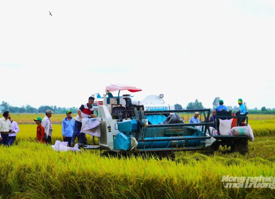 Cần nới hạn mức tín dụng để doanh nghiệp thu mua lúa tạm trữ
