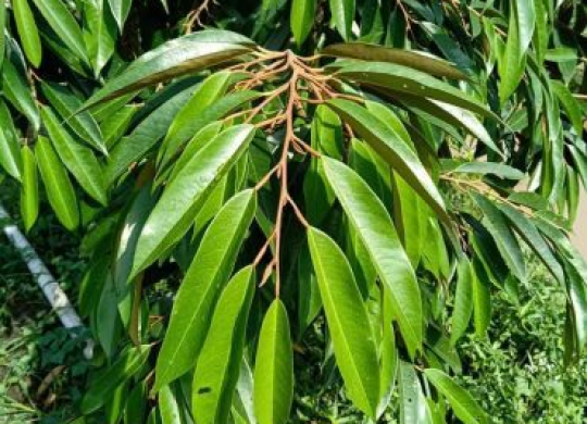  Xử lý cơi ngọn sầu riêng