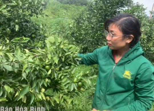 Nông dân huyện Cao Phong tất bật vệ sinh vườn, phục hồi cây cam sau bão