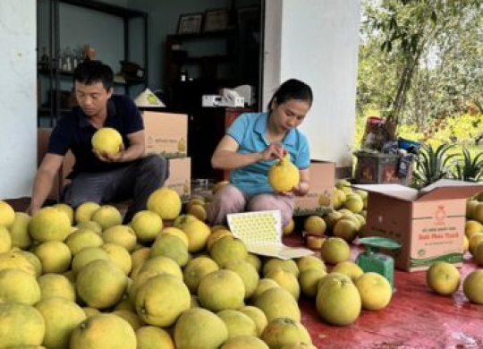 Thủ phủ ‘đệ nhất danh quả’ vào vụ thu hoạch, giá cao hơn mọi năm