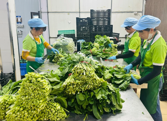 Hà Nội đặt mục tiêu trên 400.000 tấn rau an toàn mỗi năm