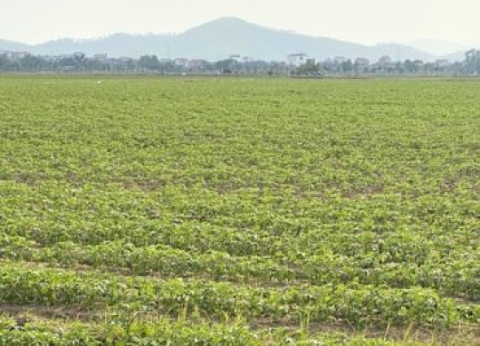Liên kết ‘4 nhà’ trồng khoai tây, xã viên an tâm sản xuất