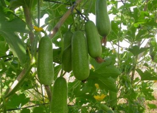 Kỹ thuật trồng và chăm sóc bí đao