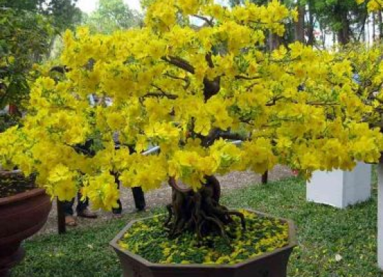 Cách chăm sóc mai trước Tết giúp cây nở hoa đúng dịp