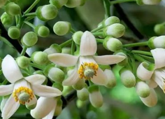 ĐIỂU KHIỂN BƯỞI RA HOA THEO Ý MUỐN