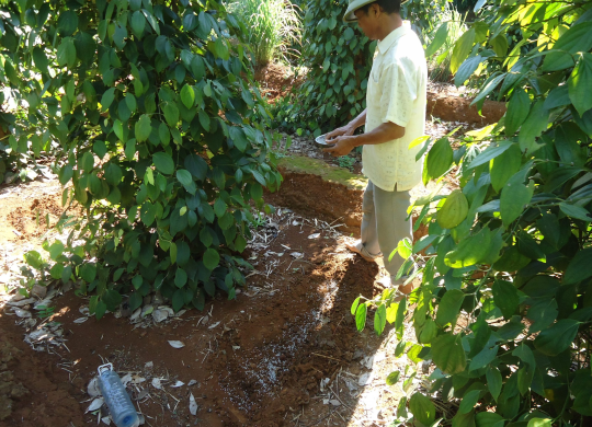 Chia sẻ kinh nghiệm bón phân cho cây tiêu