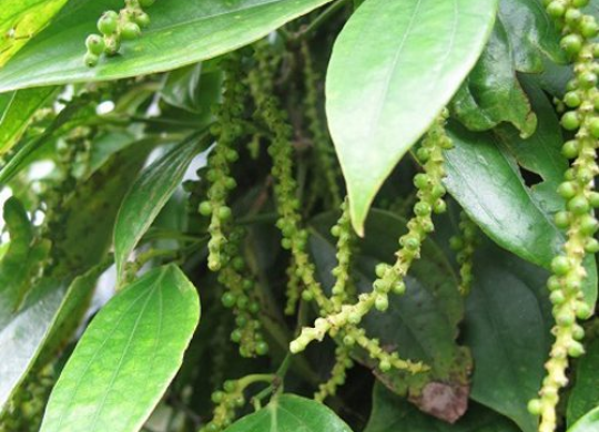 Kỹ thuật làm bông cho cây hồ tiêu