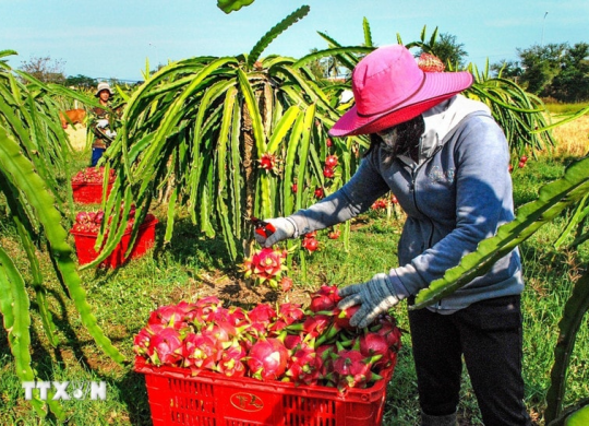 Bộ NN-MT thông tin về tần suất kiểm tra của EU với thanh long từ Việt Nam