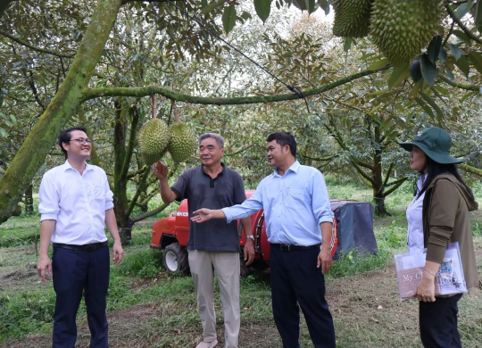 Phước Hòa triển khai mô hình nông nghiệp hữu cơ trên cây ăn trái