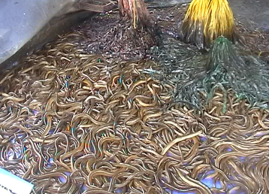 Kỹ thuật nuôi lươn không bùn