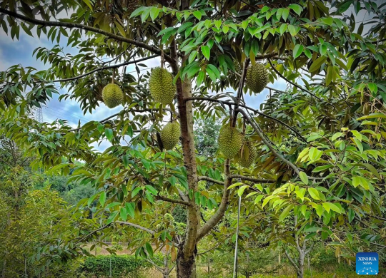 Trung Quốc thu hoạch lứa sầu riêng đầu tiên ở Vân Nam, sắp ra thị trường