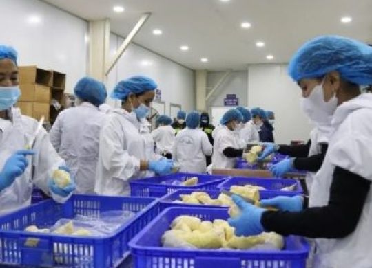 Sầu riêng đông lạnh chính thức được cấp phép sang Trung Quốc