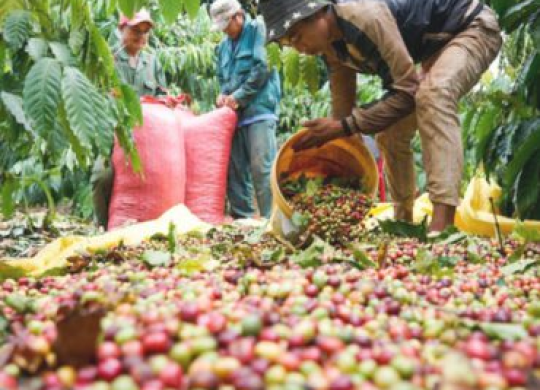 Cà phê là mặt hàng nông sản tăng giá mạnh nhất niên vụ