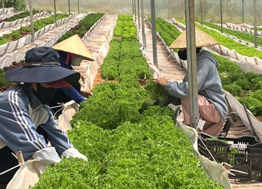 Phát triển trồng trọt thành ngành kinh tế kỹ thuật chuyên nghiệp