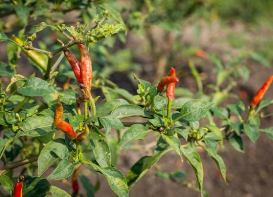  Sâu, bệnh hại cây ớt