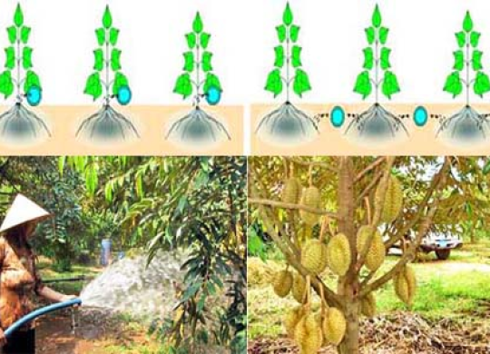 Quy trình kỹ thuật bón phân cho cây sầu riêng – phần 1