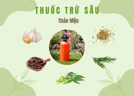 Hướng dẫn 4 công thức điều chế thuốc trừ sâu từ thảo mộc