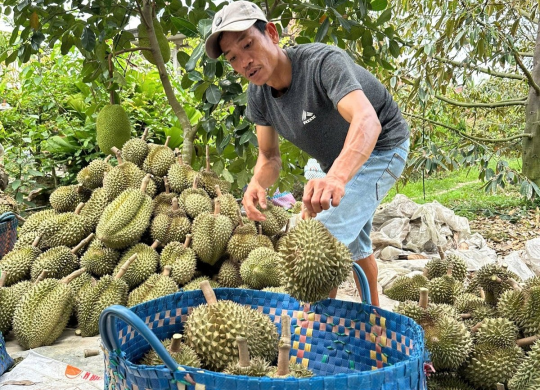 Gỡ điểm nghẽn chất lượng sầu riêng
