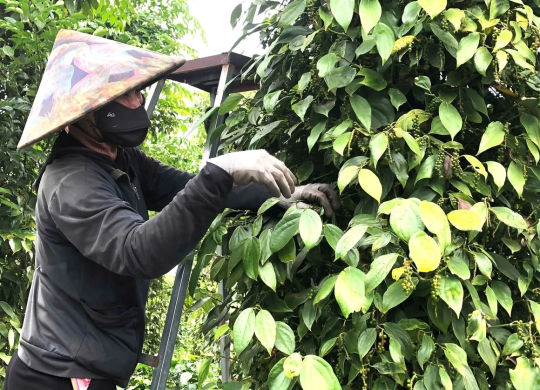 Giá duy trì ở mức cao, người trồng tiêu phấn khởi