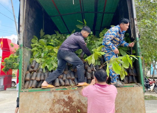 Hỗ trợ hơn 20.000 cây giống ca cao cho nông dân Đắk Lắk